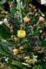 Auckland University Grounds : All photographs ©Nguyễn văn Tuấn