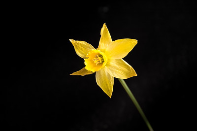  > DaffodilMoana AveAucklandNew Zealand